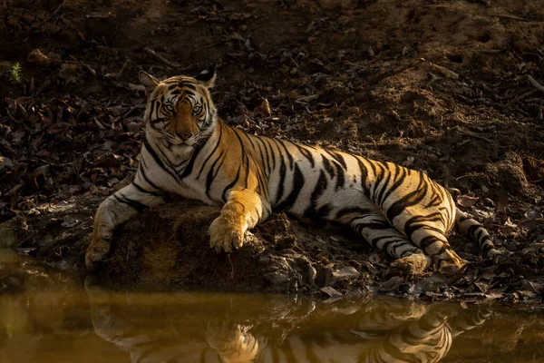 Tigre Bengala Yace Lado Del Pozo Agua Bajo Sol —  Fotos de Stock