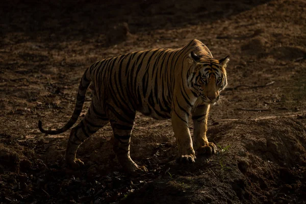 Bengal Tiger Stands Bank Waterhole — Stock Photo, Image