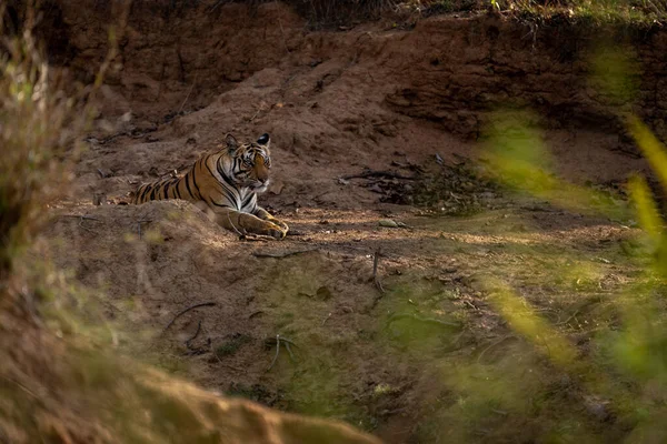 Bengalischer Tiger Liegt Ufer Des Wasserlochs — Stockfoto