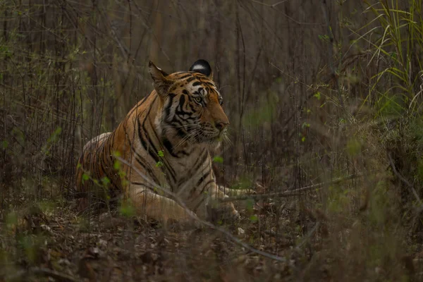 Τίγρη Της Βεγγάλης Γυρίζει Κεφάλι Στους Θάμνους — Φωτογραφία Αρχείου