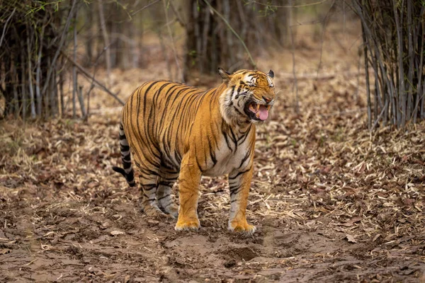 Tigre Bengala Pie Mostrando Respuesta Flehmen — Foto de Stock