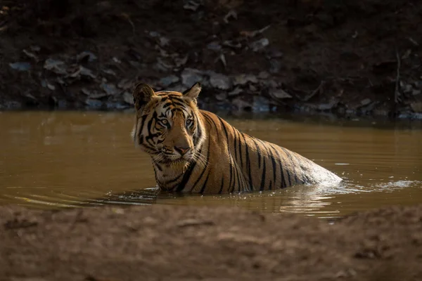 Tigre Bengale Est Assis Dans Trou Eau Tournant Tête — Photo