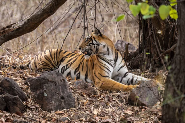 Bengal Tiger Lies Looking Trees — Stock Photo, Image
