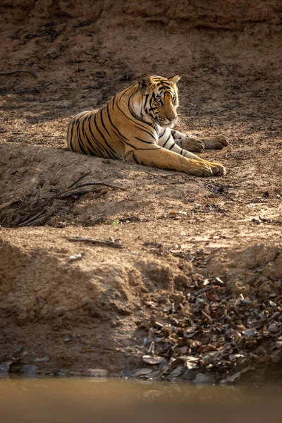 Bengalski Tygrys Leży Słońcu Pobliżu Wodopoju — Zdjęcie stockowe