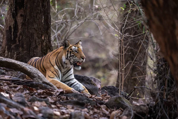 Tigre Bengala Encontra Entre Raízes Floresta — Fotografia de Stock