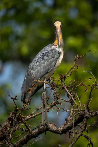 Asian Woolly Necked Stork Watches Camera Tree — Stock Photo, Image