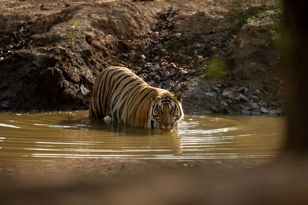 Tigre Bengala Para Bebiendo Del Pozo Agua Fangoso — Foto de Stock