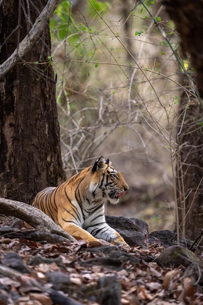 Bengalischer Tiger Liegt Zwischen Felsen Die Das Maul Öffnen — Stockfoto