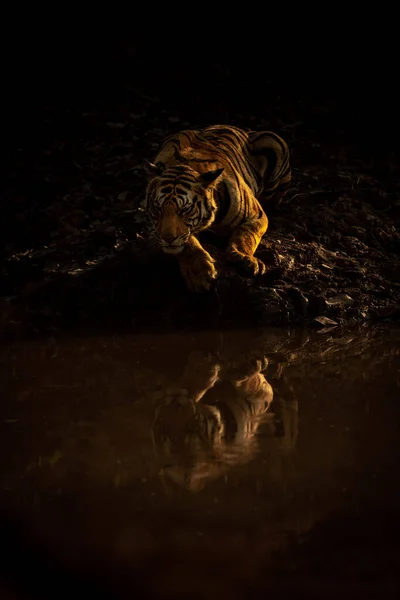 Tigre Del Bengala Giace Riflesso Colata Acqua — Foto Stock