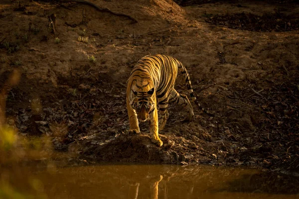 Τίγρης Της Βεγγάλης Στέκεται Δίπλα Νερόλακκο — Φωτογραφία Αρχείου