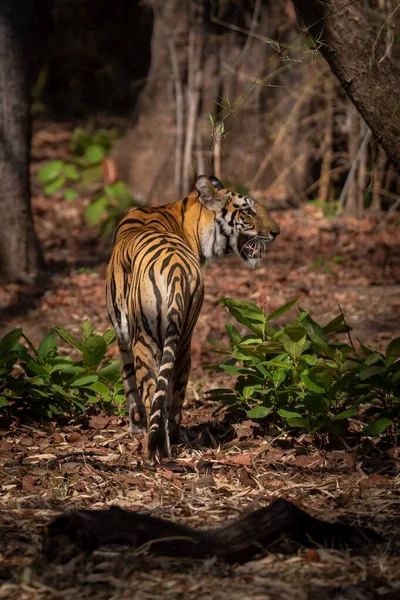 Τίγρη Της Βεγγάλης Στέκεται Στο Δάσος Κοιτώντας Δεξιά — Φωτογραφία Αρχείου