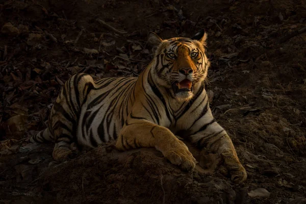 Bengálský Tygr Leží Skalách Pološeru — Stock fotografie