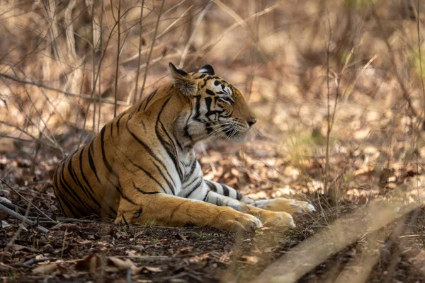 Tigre Bengala Encontra Sombra Dos Arbustos — Fotografia de Stock