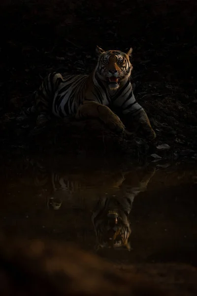 Бенгальский Тигр Лежит Открывая Рот — стоковое фото