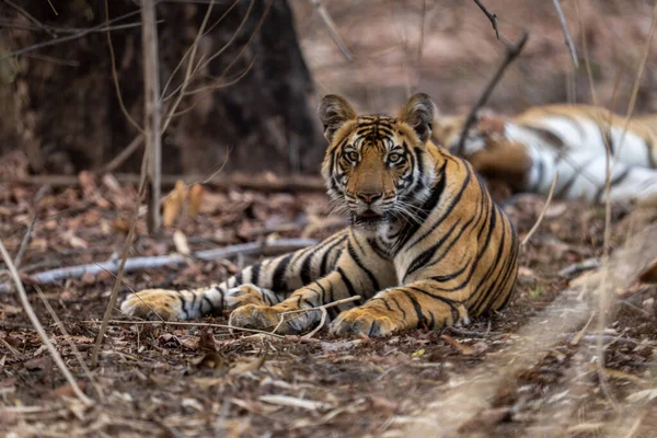 Tigre Bengala Yace Arbustos Cerca Otro — Foto de Stock