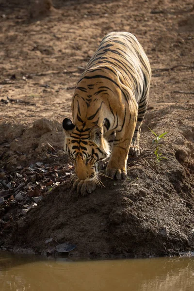 Бенгальский Тигр Стоит Смотрит Вниз Водяную Дыру — стоковое фото