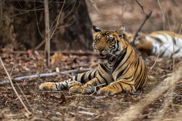 Bengala Tigre Encontra Arbustos Lado Outro — Fotografia de Stock