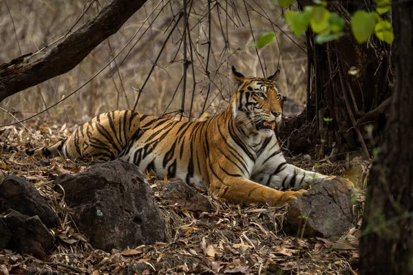 Bengala Tigre Encontra Olhando Para Frente Entre Rochas — Fotografia de Stock