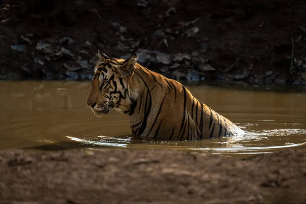Tigre Bengala Senta Buraco Água Fazendo Ondas — Fotografia de Stock