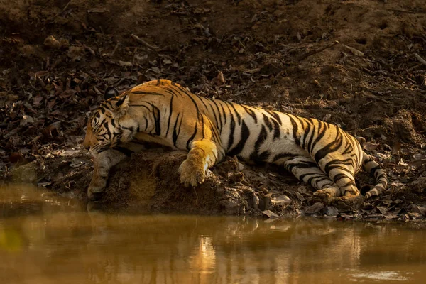 Tigre Bengala Está Dormindo Lado Buraco Água Lamacento — Fotografia de Stock