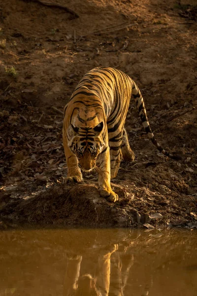 Tigre Bengala Fica Lado Poço Nas Sombras — Fotografia de Stock