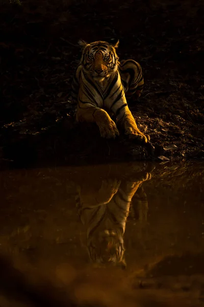 孟加拉虎躺在水孔监视摄像头旁 — 图库照片