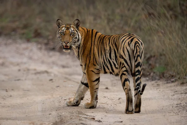 Tigre Bengala Cruza Pista Arenosa Olhando Volta — Fotografia de Stock
