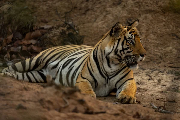 Bengalski Tygrys Leży Piasku Patrząc Przed Siebie — Zdjęcie stockowe