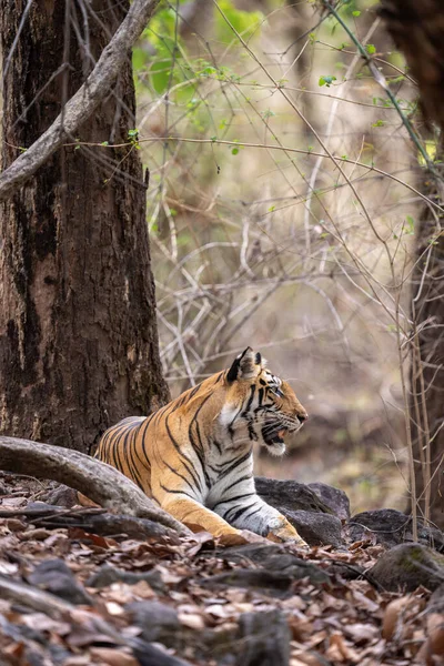 Bengal tiger lies among roots in forest