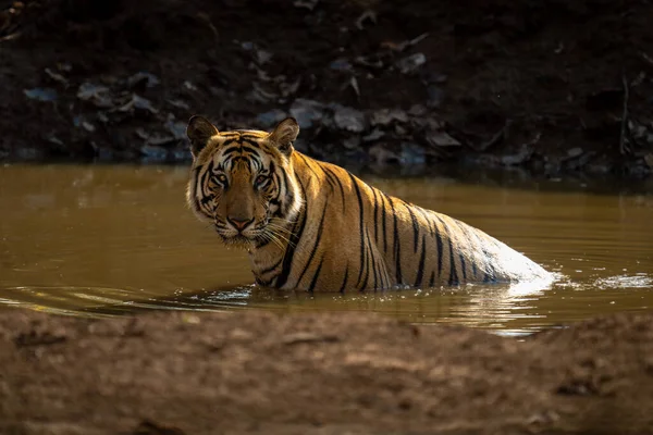 Bengálský Tygr Sedí Pozoruje Kameru Vodní Díře — Stock fotografie