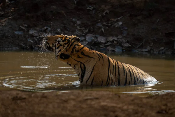 Tigre Del Bengala Siede Scuotendo Testa Nella Pozza Acqua — Foto Stock