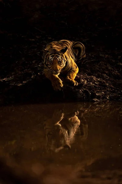 Bengal Tiger Lies Casting Reflection Waterhole — Stock Photo, Image