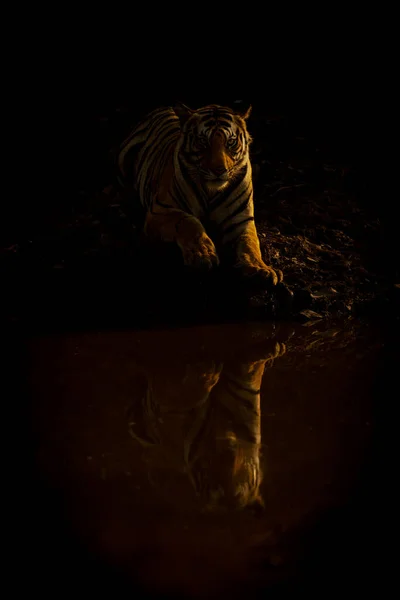 Tigre Bengala Encuentra Mirando Cámara Por Hoyo Agua — Foto de Stock