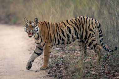 Bengal kaplanı kumlu pistte homurdanarak yürüyor.