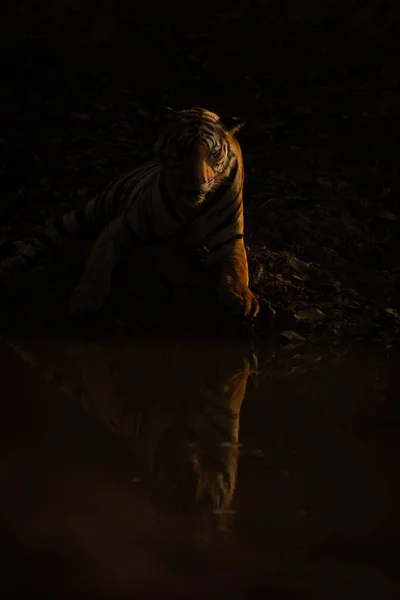 Tigre Bengala Está Assistindo Reflexão Buraco Água — Fotografia de Stock