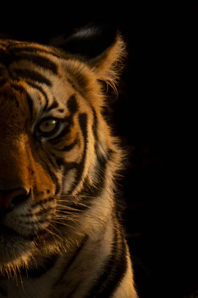 Primer Plano Media Cara Tigre Bengala —  Fotos de Stock