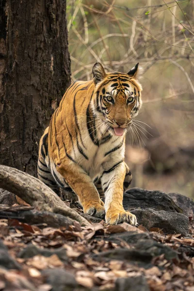 Bengáli Tigris Feláll Gyökerek Között — Stock Fotó