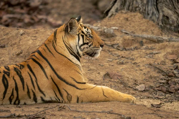 Detailní Záběr Bengálského Tygra Ležícího Profilu — Stock fotografie