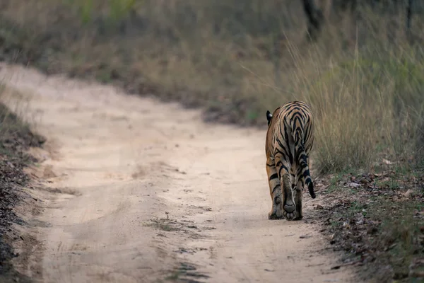 Tigre Bengala Vai Embora Longo Trilha Arenosa — Fotografia de Stock