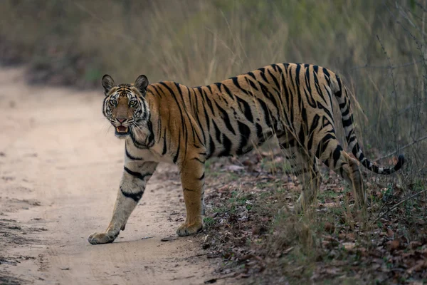 Бенгальский Тигр Ходит Треку Наблюдая Камерой — стоковое фото
