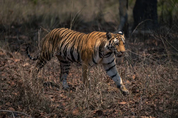 Bengalisk Tiger Går Genom Gräs Skogen — Stockfoto