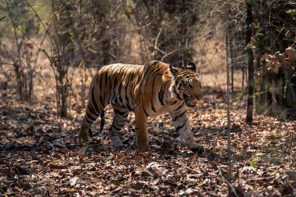 Tigre Bengala Camina Sobre Hojas Bosques —  Fotos de Stock