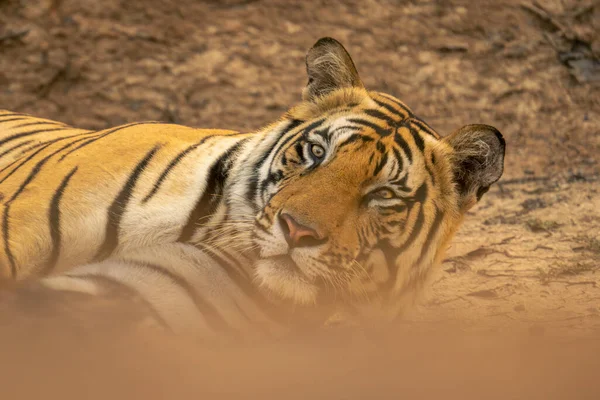 Zbliżenie Tygrysa Bengalskiego Leżącego Podnoszącego Głowę — Zdjęcie stockowe