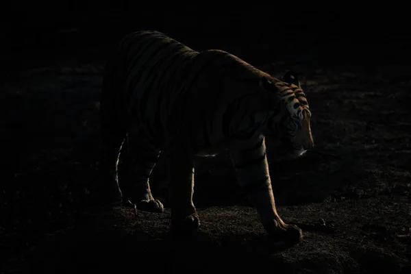 Tigre Bengala Camina Sobre Montículo Las Sombras —  Fotos de Stock