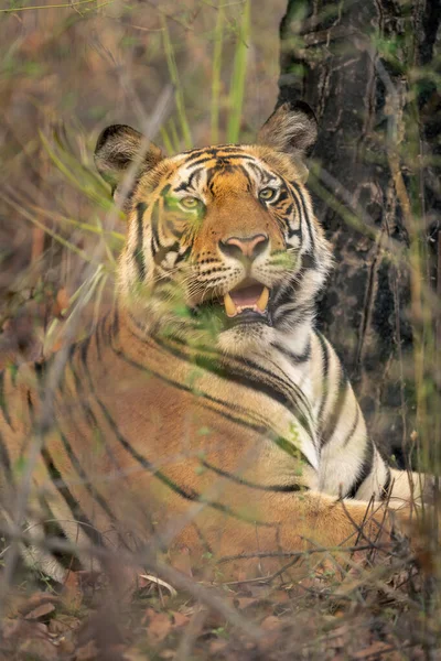 Close Tigre Bengala Deitado Debaixo Árvore — Fotografia de Stock
