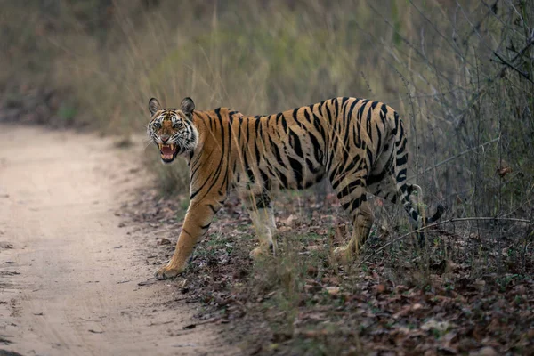 Tigre Bengala Caminha Pela Pista Arenosa Roncando — Fotografia de Stock