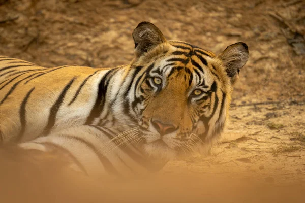 Крупный План Бенгальского Тигра Лежащего Песке — стоковое фото