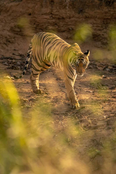 Bengal Tiger Walks Earth Sunshine — Stock Photo, Image