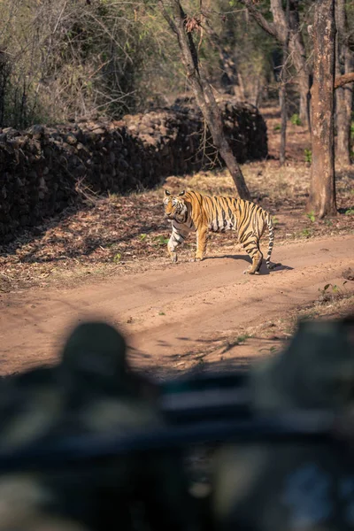 stock image Bengal tiger walks along track near jeep