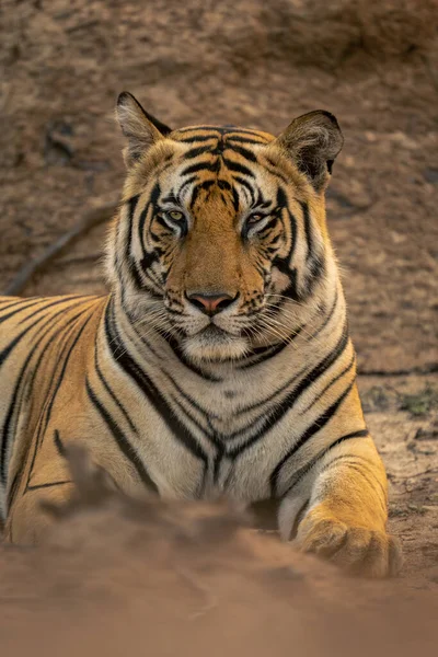 Close Bengal Tiger Lying Eyeing Camera — Stock Photo, Image